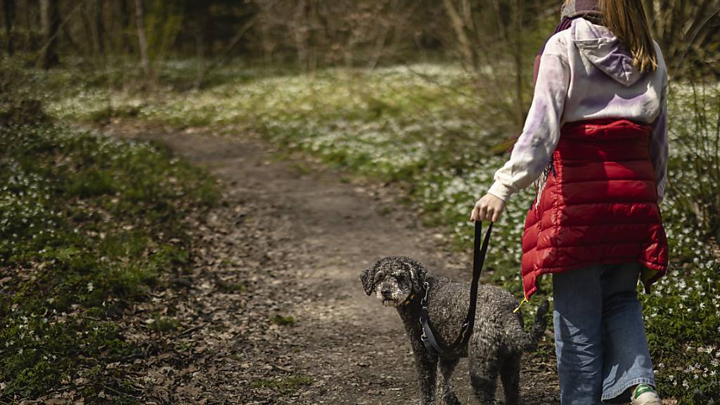 Leinenzwang für Hunde bleibt im Kanton Schwyz