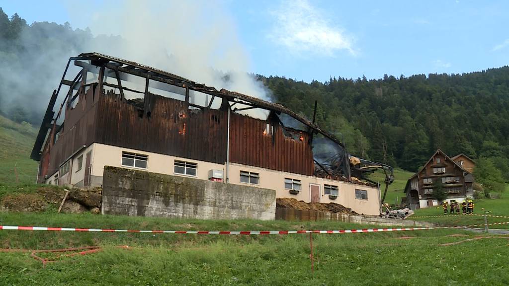 Blitz schlägt in Scheune ein – vier Schweine gerettet