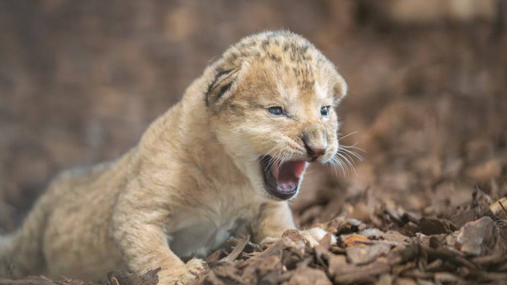 Im Walter Zoo in Gossau SG kam am Mittwoch ein Löwenbaby zur Welt.