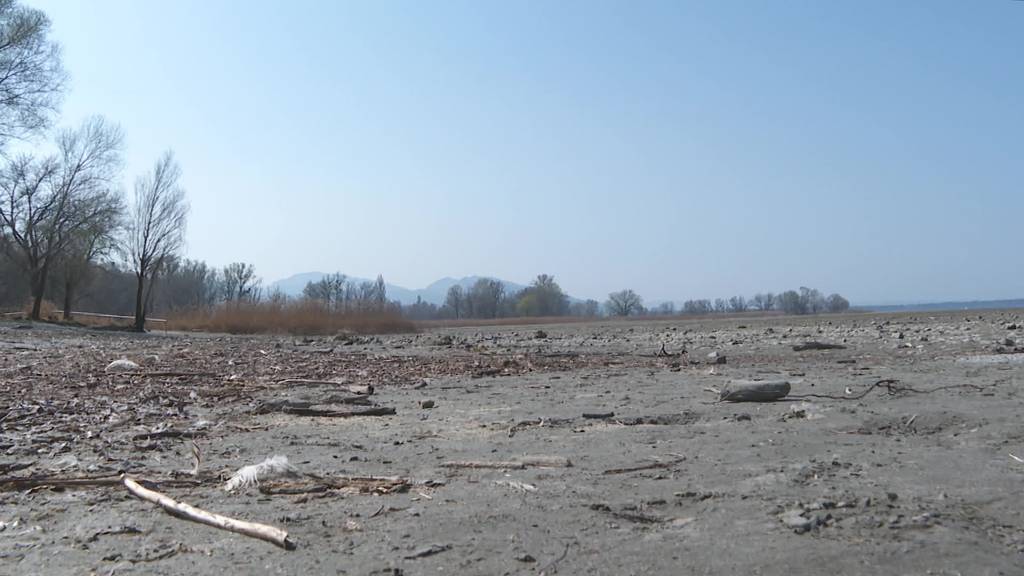 Tiefer Bodensee-Pegel: Trockenheit sorgt für Naturspektakel