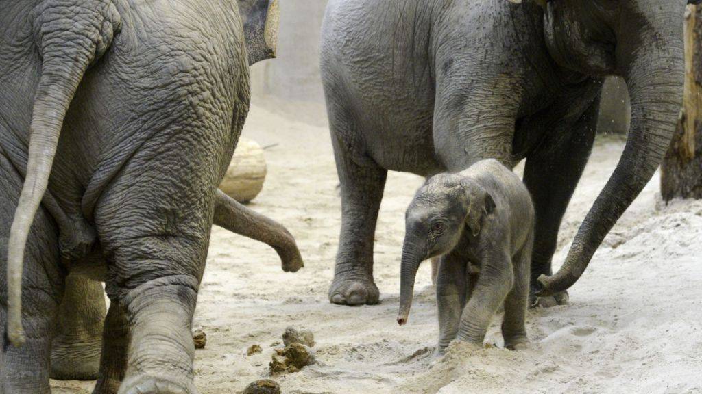 Eben erst geboren und schon auf den Beinen: Das Elefantenbaby kam am Samstagmorgen im Zürcher Zoo zur Welt. Es ist der erste Nachwuchs von Farha (rechts), ihre Mutter Ceyla-Himali (links) stand ihr während der Geburt bei.