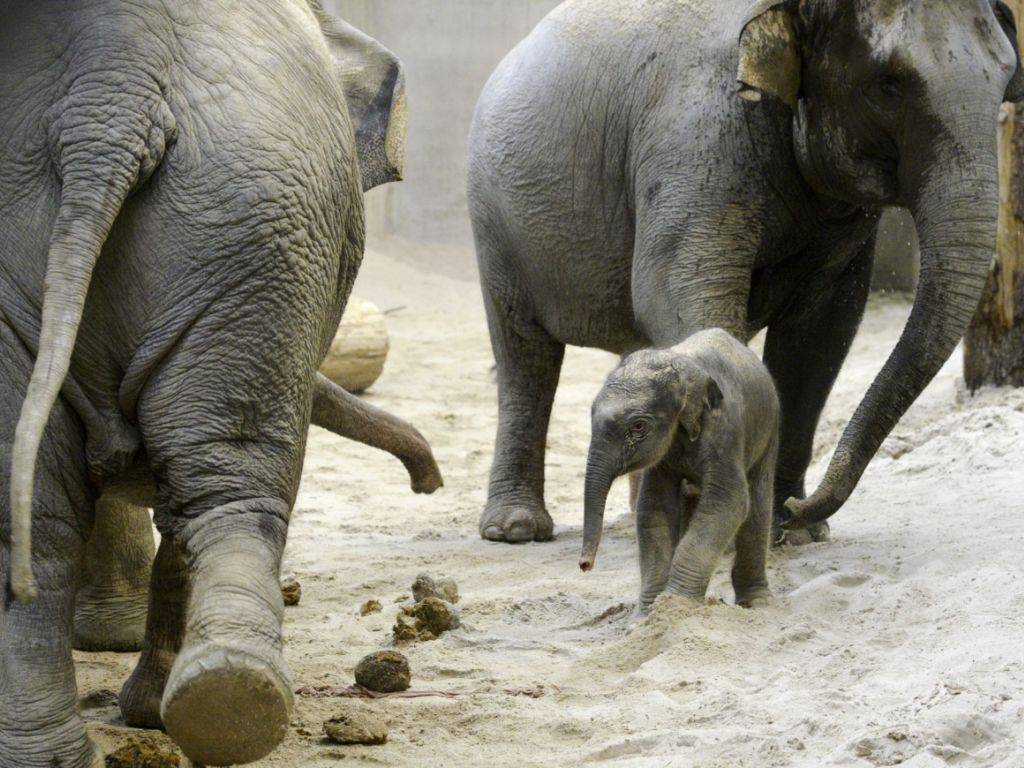 Eben erst geboren und schon auf den Beinen: Das Elefantenbaby kam am Samstagmorgen im Zürcher Zoo zur Welt. Es ist der erste Nachwuchs von Farha (rechts), ihre Mutter Ceyla-Himali (links) stand ihr während der Geburt bei.
