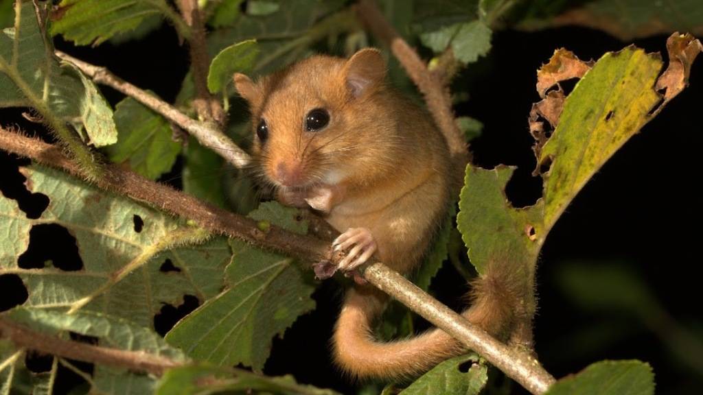 Die westliche Haselmaus ist die 100. wildlebende Säugetierart der Schweiz.