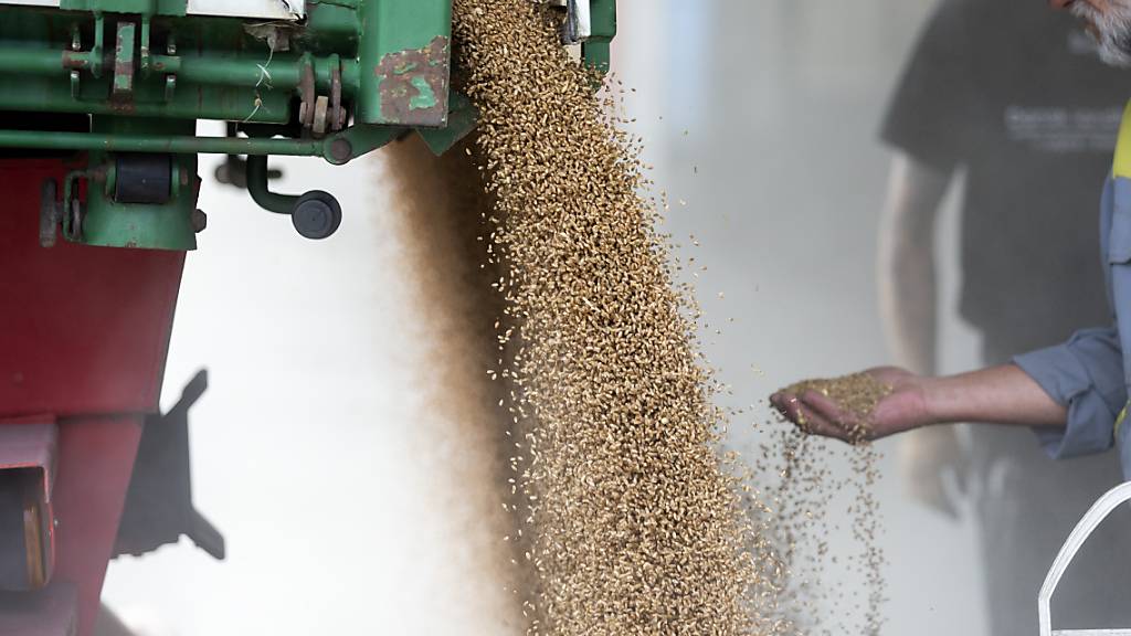 Wegen des schlechten Wetters ging die Getreideproduktion in der Schweiz um rund einen Drittel zurück. Der Dachverband der Müller rechnet nun mit steigenden Mehl-Preisen.(Archivbild)