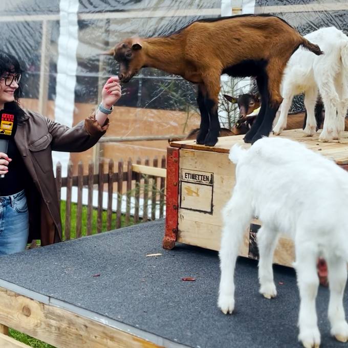 «Ohne Essen gibt es kein Touchy-Touchy»: RADIO BERN1 besucht die Tiere