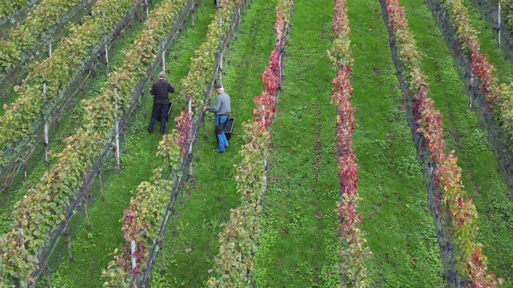 Start zur Weinlese in anspruchsvollem Jahr