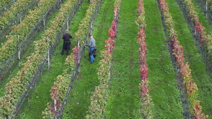 Wieder kein gutes Jahr für den Zentralschweizer Wein?