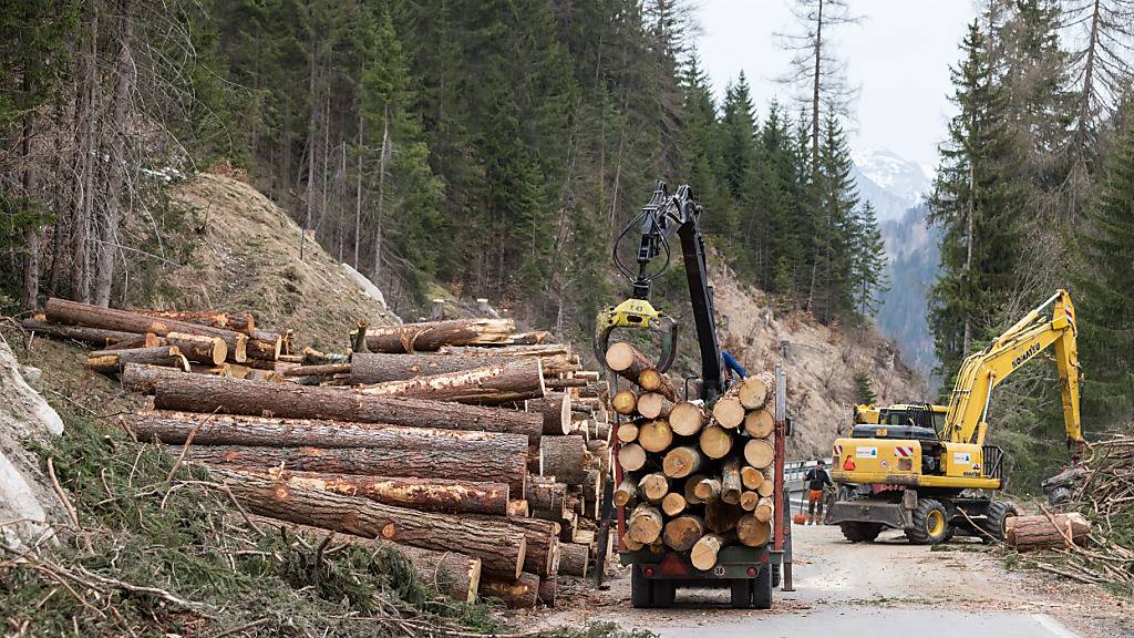 Im Jahr 2023 wurden 4,9 Millionen Kubikmeter Holz geerntet. (Archivbild)