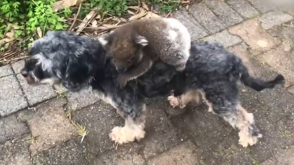 Baby-Koala verwechselt Hund mit Mutter