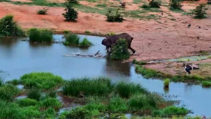 Bissige Begegnung am Wasserloch: Krokodil attackiert Elefanten
