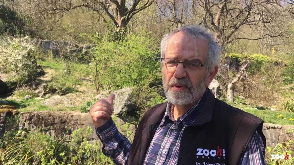 Abschied beim Zoo Zürich: Kurator Robert Zingg geht in Pension