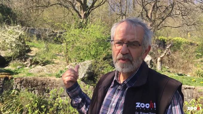 Abschied beim Zoo Zürich: Kurator Robert Zingg geht in Pension