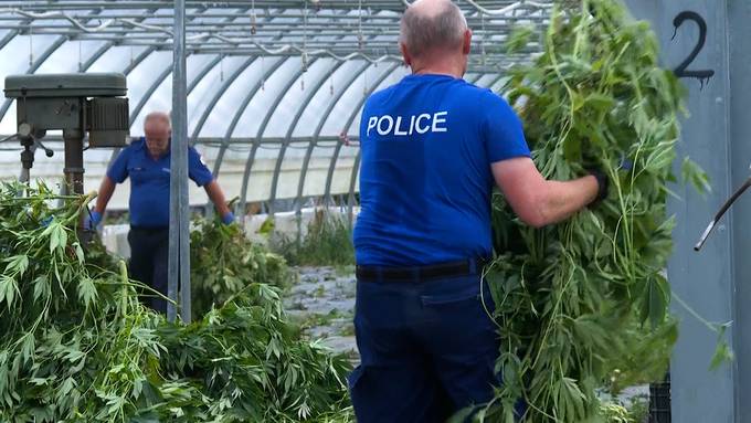 Neue Infos zu Hanf-Razzia in Ins: 500 Kilo Cannabis – zwei Männer in Haft