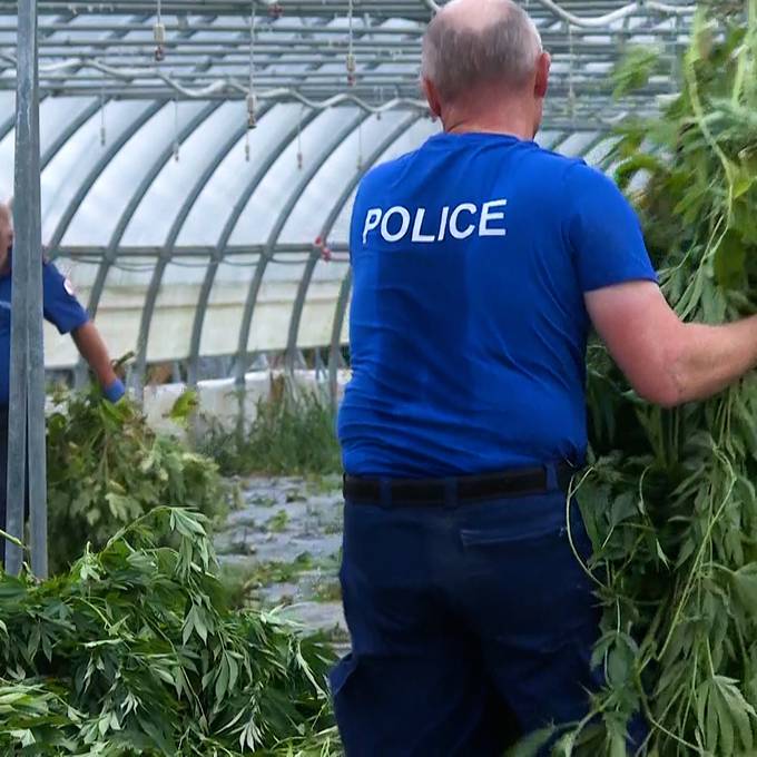 Neue Infos zu Hanf-Razzia in Ins: 500 Kilo Cannabis – zwei Männer in Haft