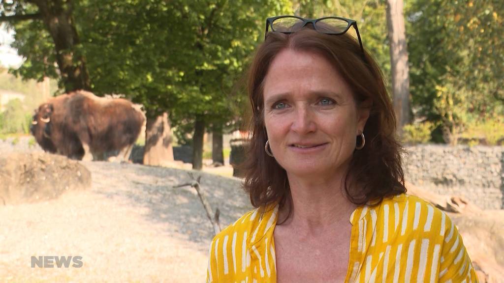 Beim Moschus-Ochse geht ihr das Herz auf: Die neue Tierparkdirektorin tritt in grosse Fussstapfen