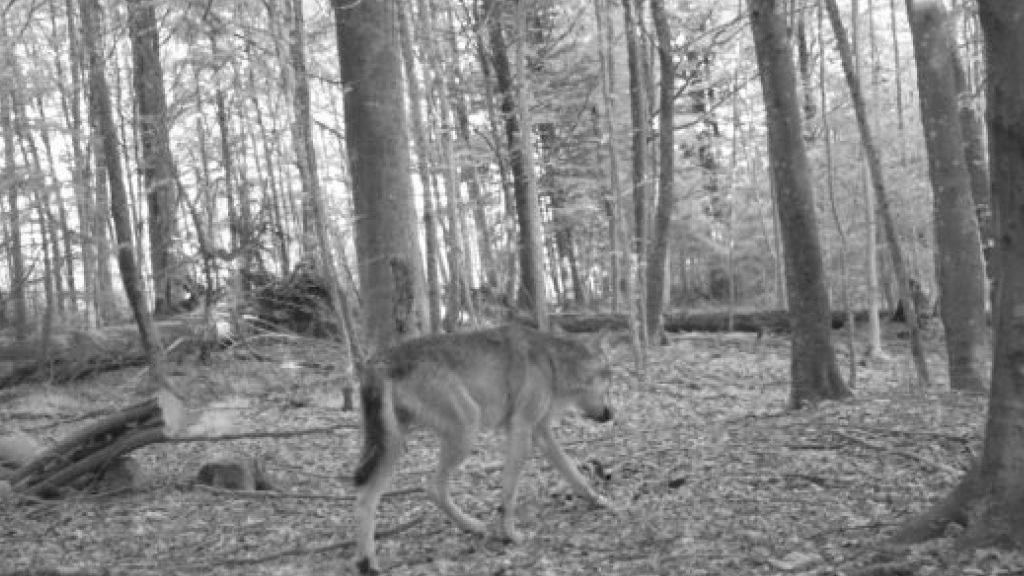 Wolf im Wald bei Gossau