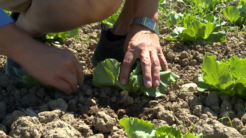 Wassermangel: Die Salate auf dem Feld verwelken, der Golfplatz in Oberentfelden wird bewässert
