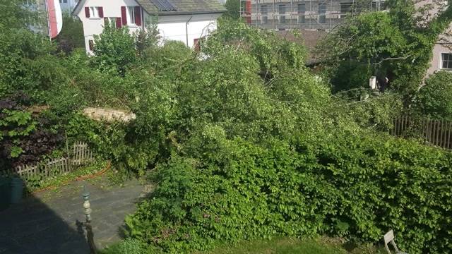 Baum legt Strasse in Aarau lahm