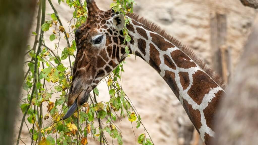 Giraffenbulle Obi des Zoos Zürich ist tot