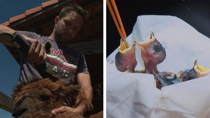 Mobiler Alpaka Scherservice / Auffangstation für Wildtiere