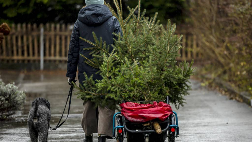 Umweltbehörden empfehlen, Weihnachtsbäume wenn möglich in der Region zu kaufen. (Archivbild)