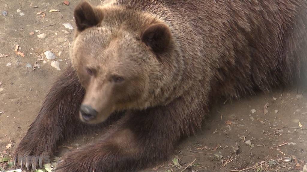 Bärenpark: «Wir wollen wieder Jungbären in Bern»