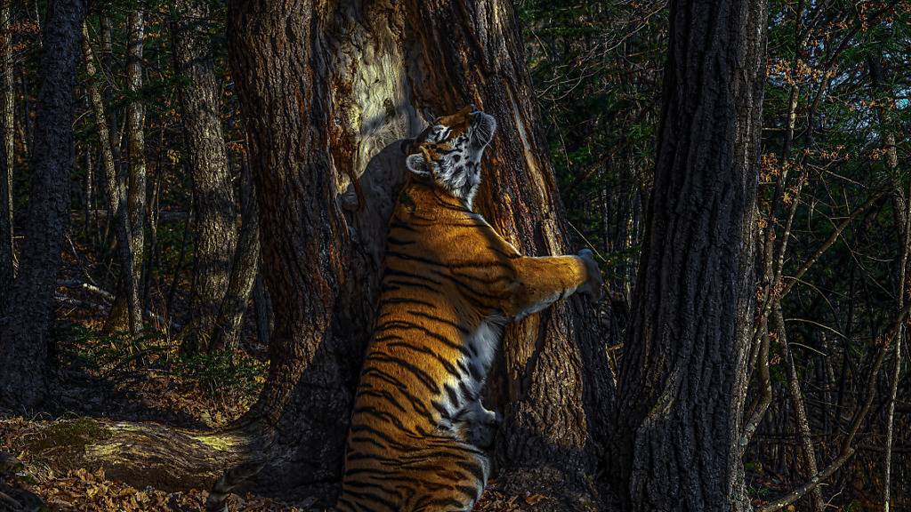 Russe ist mit sibirischem Tiger Wildlife Photographer des Jahres