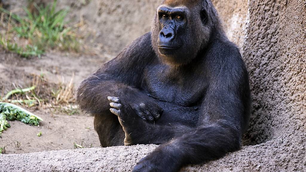 Die Fortpflanzung von Gorillas unterscheidet sich im Freiland und im Zoo nicht.