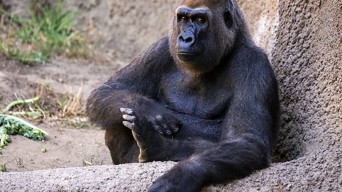 In Zoos gebären Affen gleichmässiger als in der Natur