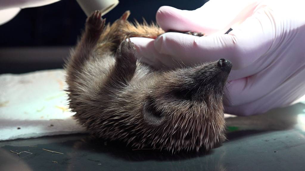 Das Spital für Wildtiere