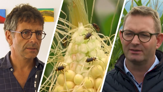 «Nicht auszurotten»: Problem-Käfer macht St.Galler Bauern das Leben schwer