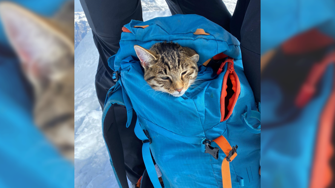 Katze begleitet Bergführer auf den Bristenstock – und wieder zurück