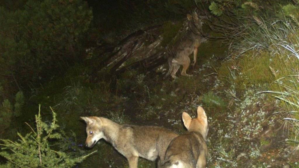 Ein Jungwolf ist in Graubünden in den Tod gestürzt. Ob es sich um ein Tier aus dem Calandarudel (Archivbild) handelt, ist unklar.