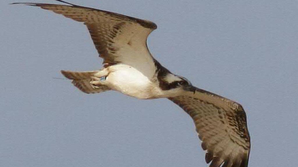 Der blaue Ring am rechten Bein des Fischadlers und die Antenne des Senders, die über seine Schwanzfedern hinausragt, verraten die Schweizer Herkunft des Greifvogels auf diesem am 22. Dezember in Senegal geschossenen Foto.