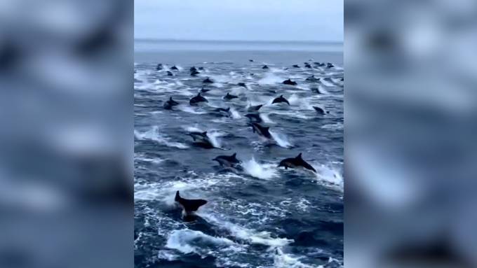 Videoaufnahmen von riesiger Delfinschule begeistern das Netz