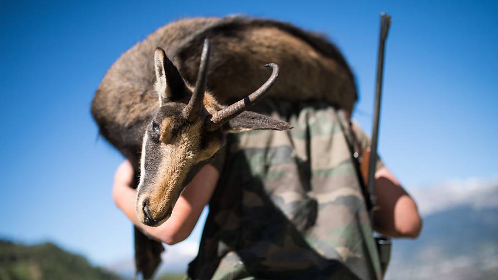 Wallis zufrieden mit Abschusszahlen der Hochjagd