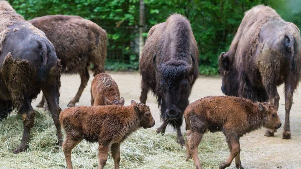 Im Zoo Basel sind drei Bisons auf die Welt gekommen - so viele wie noch nie in einem Jahr.