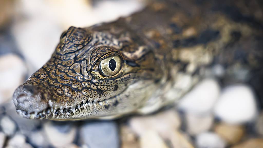 Krokodile aus Lausanne nach Problemen doch noch in Agadir