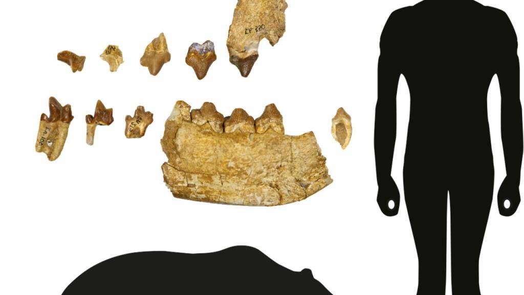 Ein Basler Forscher hat eine unbekannte Gattung eines über 40 Millionen Jahre alten Raubtiers entdeckt. Die Zähne und Kieferfragmente werden bereits seit 100 Jahren in den Sammlungen des Naturhistorischen Museums Basel aufbewahrt. (Symbolbild)