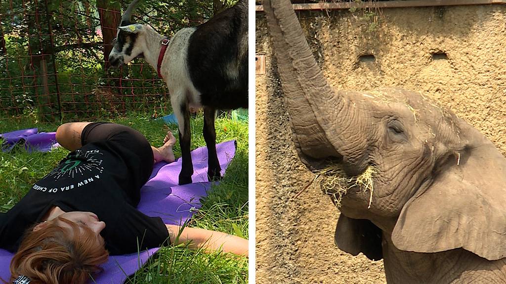 Geissen-Yoga / Leben und Tod - im Zoo nahe beieinander