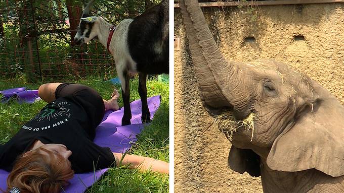 «Geissen-Yoga»  / Leben und Tod – im Zoo nahe beieinander