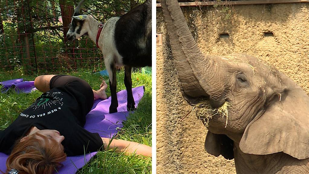 Geissen-Yoga / Leben und Tod - im Zoo nahe beieinander