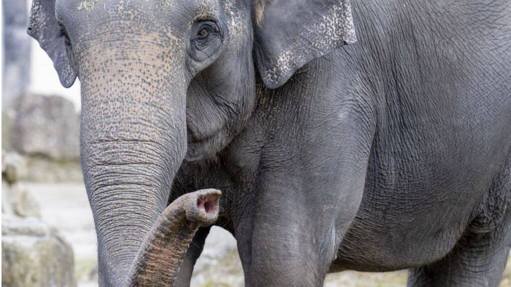 Die 34-jährige Elefantenkuh Panang ist in Zürich angekommen.