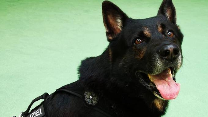 Spürhund Indiro findet kiloweise Kokain in Schwyzer Hotelzimmer