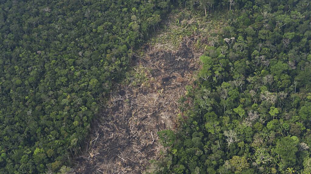 Abholzung im brasilianischen Amazonas-Regenwald deutlich gesunken