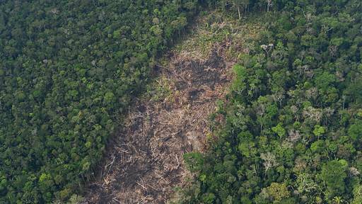 Abholzung im brasilianischen Amazonas-Regenwald deutlich gesunken