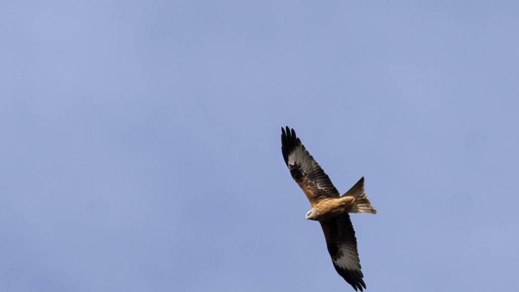 Viele junge Rotmilane verbringen im Winter die Nacht gemeinsam