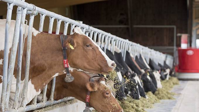 Bauern müssen Kühe schlachten