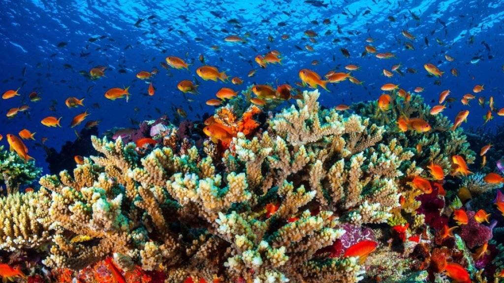 Laut einem Meeresbiologen hat das Wetterphänomen El Niño zu einer schlimmen Korallenbleiche im Great Barrier Reef im Norden Australiens geführt. (Archivbild)