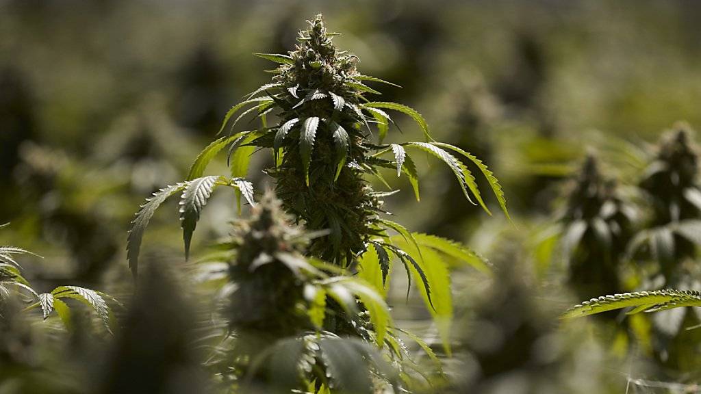 Bauern sollen künftig Cannabis zu medizinischen Zwecken anbauen und exportieren dürfen. Das will der Bundesrat.